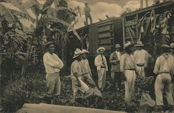 Loading Banana in Virginia, Guatemala Postcard