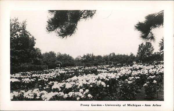 Peony Garden University of Michigan Ann Arbor