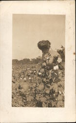 Woman standing in a field of cotton Postcard