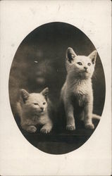 Two Kittens Postcard