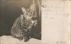 Tabby Cat with Bow Postcard