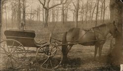 Horse and Carriage on Country Road Postcard