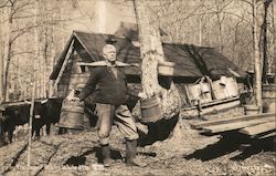 In the Sugar Bush - Maple Sugaring Postcard