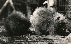 Porcupines, Native New Hampshire Wildlife Exhibit, State Park Postcard