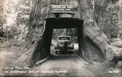 Chandelier Tree - Underwood Park on Redwood Highway - Drive Thru Tree Postcard