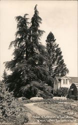Cedar of Lebanon in Santa Rosa where Luther Burbank is buried. Postcard