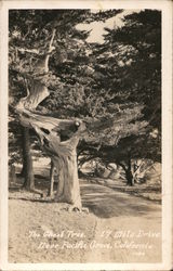 The Ghost Tree, 17 Mile Drive Postcard