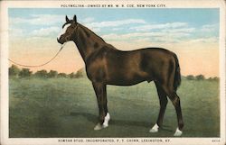 Polymelian - Owned by Mr. W.R. Coe, New York City Postcard