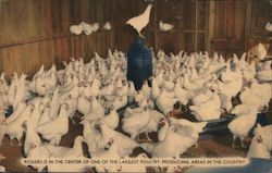 Rogers is the Center of One of the Largest Poultry Producing Areas in the Country Postcard