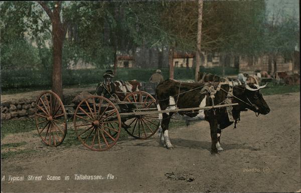 A Typical Street Scene Tallahassee Florida
