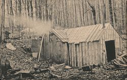 In the Sugar Bush Postcard