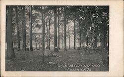 Boyds Park at lily Lake Wapwallopen, PA Postcard Postcard Postcard
