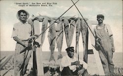 Great Sport - Sea bass and blue fish caught at Melbourne Beach, FLa Florida Postcard Postcard Postcard