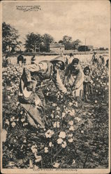 Greetings from Sunny Oklahome - Cotton Picking Postcard