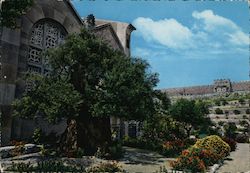 Garden of Gethsemane Jerusalem, Israel Middle East Postcard Postcard Postcard