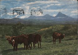 Abbott Dear Doctor  Cows on a pasture with mountain range in the background Republic of the Congo Africa Postcard Postcard Postcard