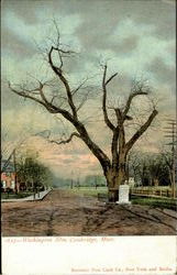 Washington Elm Postcard
