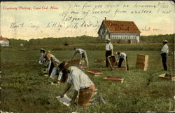 Cranberry Picking Postcard