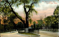 The Washington Elm Cambridge, MA Postcard Postcard