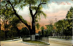 The Washington Elm Postcard
