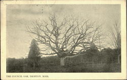 The Council Oak Postcard