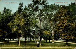 View of Common Postcard