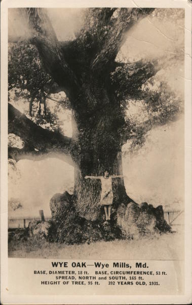 WYE OAK - Wye Mills, Md. Maryland