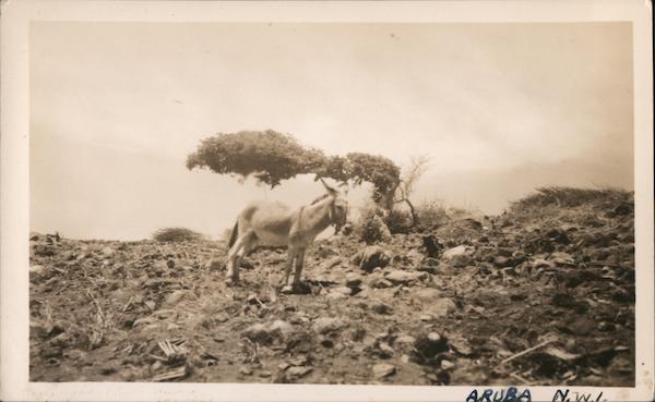 Donkey in a Rocky Field Aruba Caribbean Islands