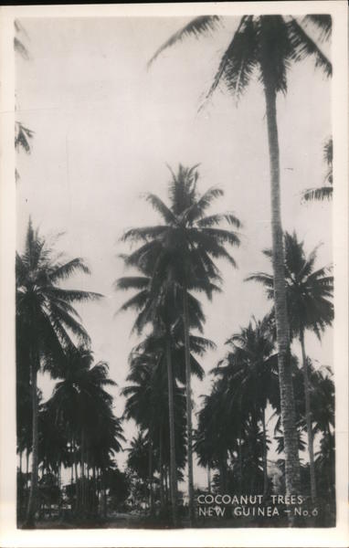 Coconut Trees New Guinea South Pacific