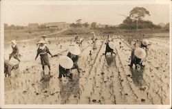 Workers Planting in a Rice Field Postcard