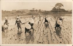 Workers Planting in a Rice Field China Postcard Postcard Postcard