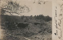 Cows in a Field Postcard
