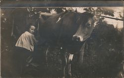 Girl Milking Cow Postcard