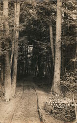 The forest road to the Everett Postcard