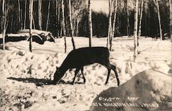 Deer in Snow at North Houghton Lake Michigan A. H. Cook Co. Postcard Postcard Postcard