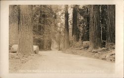 Thru the Pines - Wilsonia Tract - General Grant Park Postcard