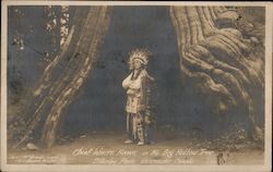 Chief White Hawk in the Big Hollow Tree Stanley Park Canada Misc. Canada Postcard Postcard Postcard