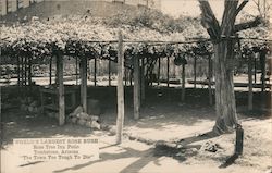 Rose Tree Inn Patio - World's Largest Rose Bush Tombstone, AZ Postcard Postcard Postcard