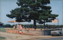 Roadside Fruit Stand: Red Haven and Elberta Peaches and other varieties Postcard