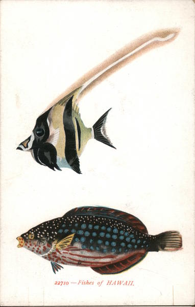 Fishes Of Hawaii Postcard fishes-of-hawaii-postcard