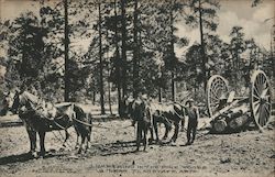 Lumbering in the Pine Woods Flagstaff, AZ Postcard Postcard Postcard