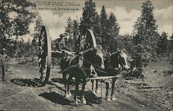 Flagstaff Cut over Pine Lands, An Arizona Speeder Postcard Postcard Postcard