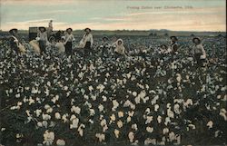 Picking Cotton Postcard