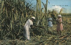 Cane Cutters At Work Farming E. Wells Elliott Postcard Postcard Postcard