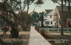 Magnolia Avenue and Freak Tree Postcard