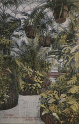 Under the Palms in the Conservatory, Jackson Park Postcard