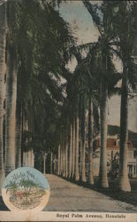 Royal Palm Avenue Honolulu, HI Postcard Postcard Postcard