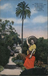 Serra Palm, The First Palm Tree in California, Planted 1769. Old Town, San Diego, California Postcard