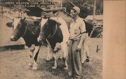 Prize Holstein Oxen, Mineola Fair Postcard