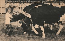 Winner of the Ox-Pulling Contest, Mineola Fair Postcard